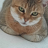 Poupette participe au concours pour gagner de l'argent avec cette photo : cat, close_up, resting, green_eyes, fur, whiskers, pet, animal, indoor, relaxed, cute, face, looking, mammal, feline, ears, texture, white_background, portrait, domestic_cat