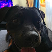 Dotty is registered to the contest to win money with this photo: dog, black_dog, tongue_out, close_up, indoor, cushion, window, television, living_room, happy, pet, canine, fur, snout, ears, tongue, relaxed, home, animal, companion