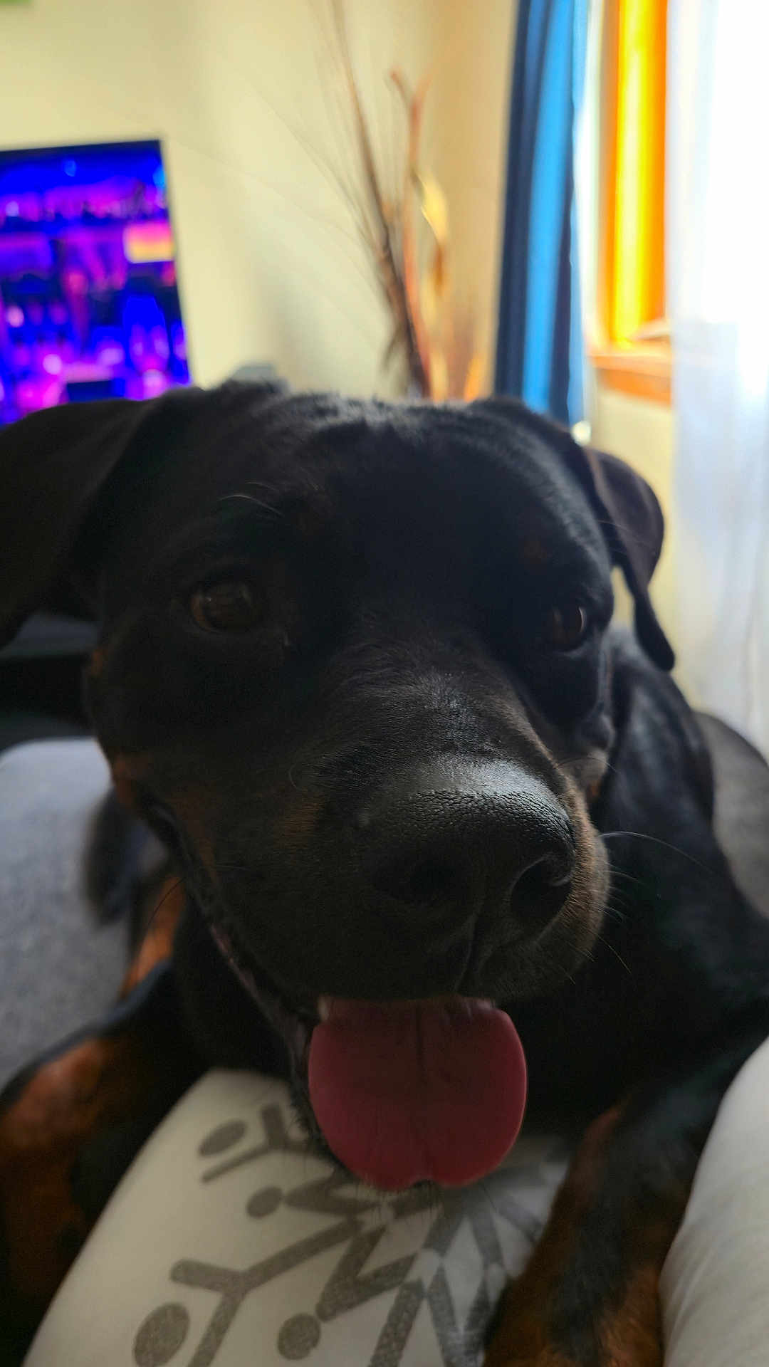 Dotty is registered to the contest to win money with this photo: dog, black_dog, tongue_out, close_up, indoor, cushion, window, television, living_room, happy, pet, canine, fur, snout, ears, tongue, relaxed, home, animal, companion