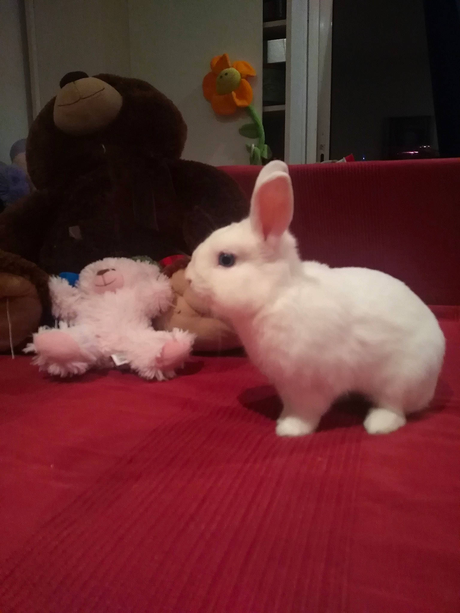 Flocon participe au concours pour gagner de l'argent avec cette photo : domestic_rabbit, ear, fawn, fur, hare, rabbit, rabbits_and_hares, skin, tail, whiskers