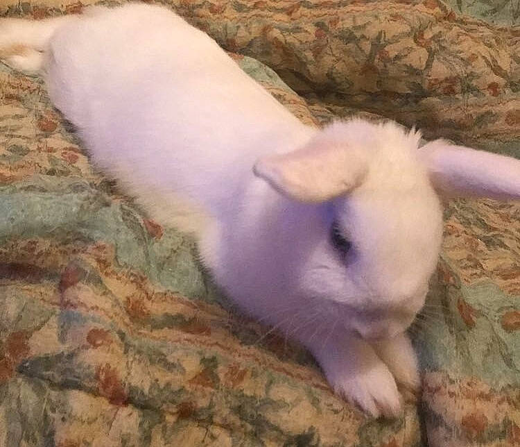 Flocon participe au concours pour gagner de l'argent avec cette photo : domestic_rabbit, ear, fawn, fur, hare, rabbit, rabbits_and_hares, skin, tail