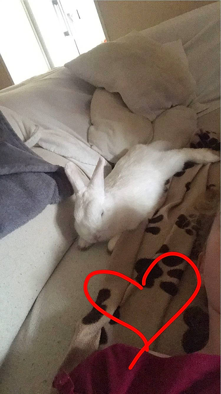 Flocon a rejoint le concours — aidez-le/la à gagner de superbes lots ! canidae, carnivore, cat, dog_breed, felidae, non_sporting_group, small_to_medium_sized_cats, tail