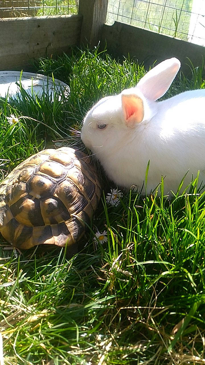 Flocon a rejoint le concours — aidez-le/la à gagner de superbes lots ! domestic_rabbit, fawn, grass, hare, organism, plant, rabbit, rabbits_and_hares, snout, tortoise, turtle