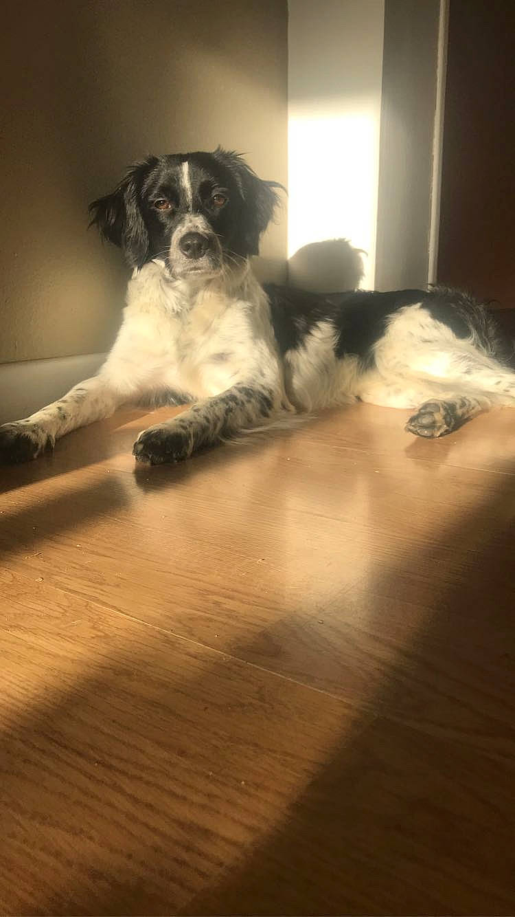 Pepper participe au concours pour gagner de l'argent avec cette photo : canidae, carnivore, companion_dog, dog, dog_breed, drentse_patrijshond, english_springer_spaniel, floor, flooring, french_spaniel, mammal, phalene, puppy, russian_spaniel, setter, spaniel, sporting_group, stabyhoun
