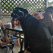 Mya May joined the competition — help win amazing prizes! dog, goggles, person, tattoo, porch, table, chair, barefoot, fence, outdoor, smiling, black_dog, sitting, goggles_on_dog, legs, drink_cup, colorful, relaxed, summer, funny