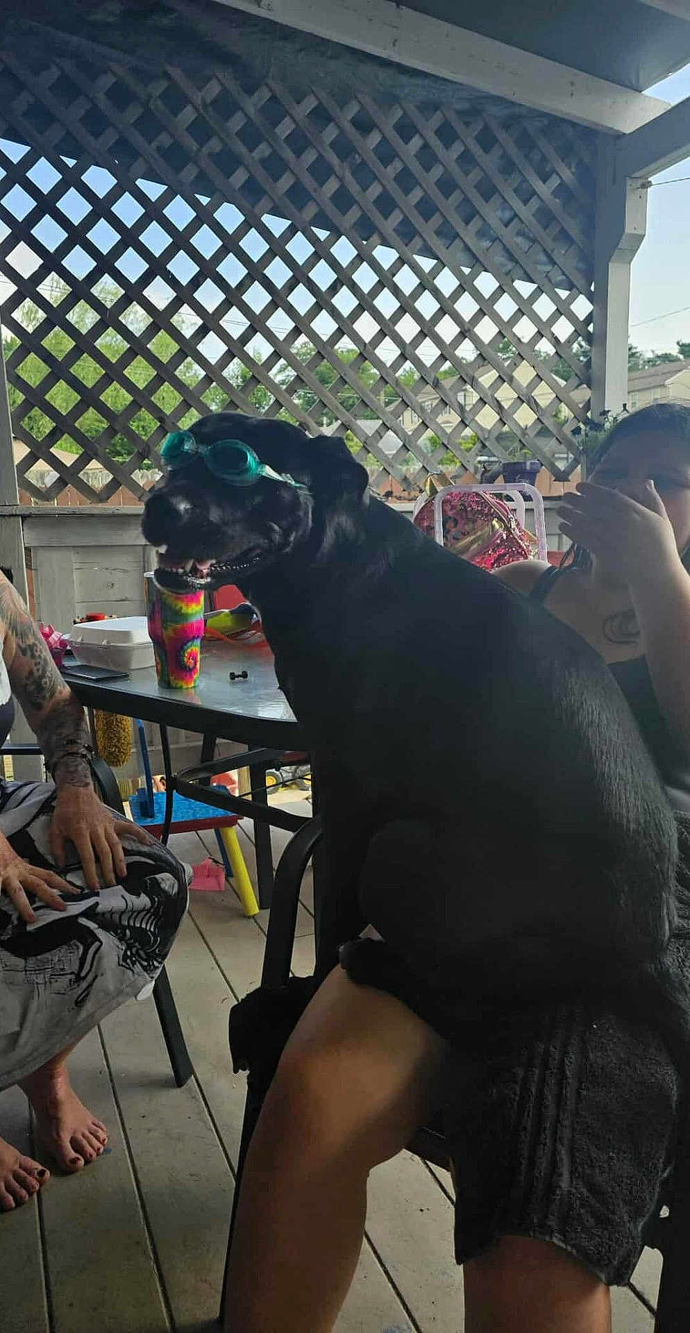 Mya May joined the competition — help win amazing prizes! dog, goggles, person, tattoo, porch, table, chair, barefoot, fence, outdoor, smiling, black_dog, sitting, goggles_on_dog, legs, drink_cup, colorful, relaxed, summer, funny