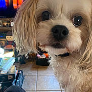 Benny joined the competition — help win amazing prizes! dog, pet, close_up, fur, big_eyes, nose, collar, indoor, living_room, tile_floor, tv, toy, sofa, sock, foot, portrait, curious, domestic_animal, foreground, cozy