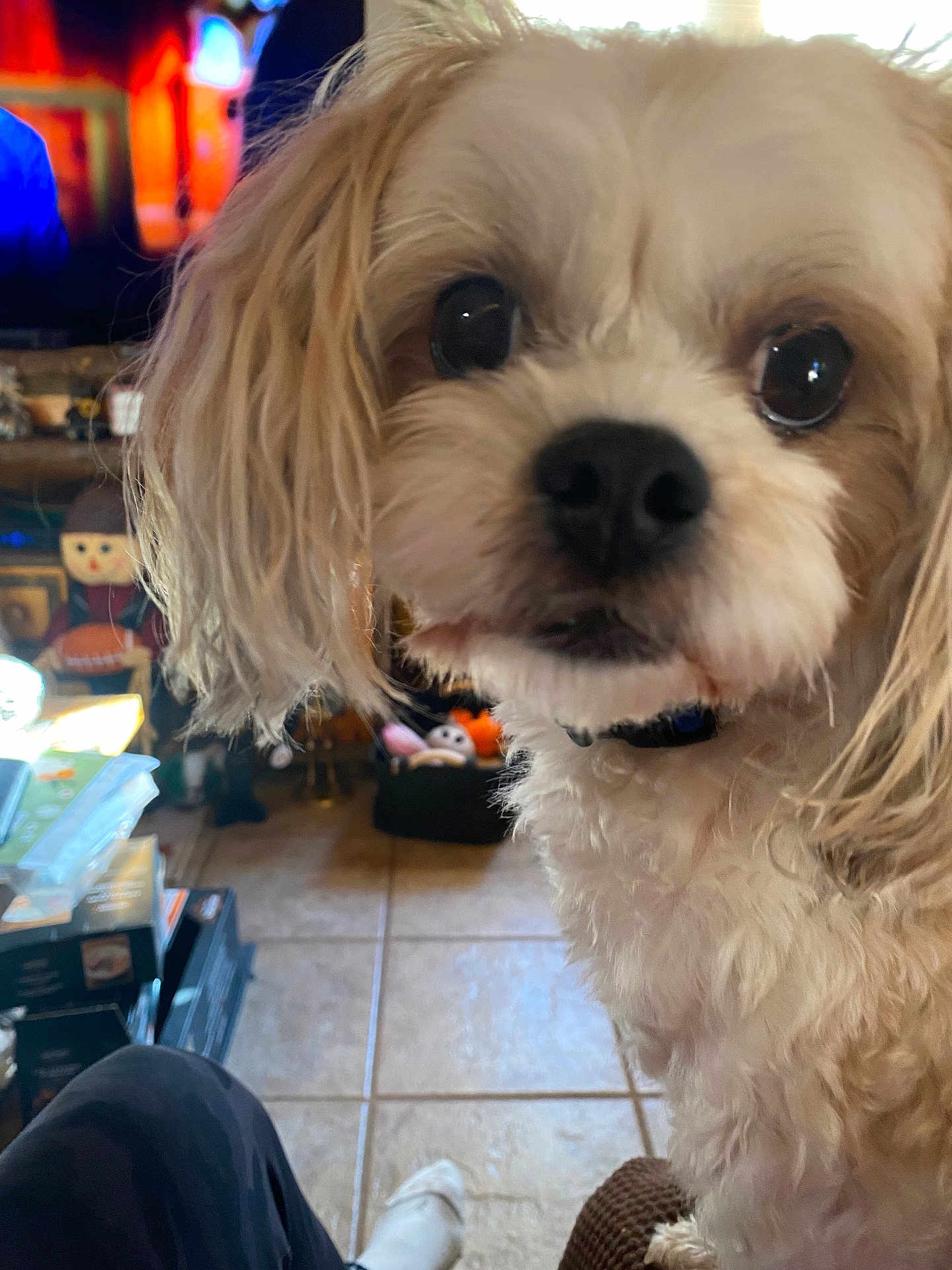 Benny joined the competition — help win amazing prizes! dog, pet, close_up, fur, big_eyes, nose, collar, indoor, living_room, tile_floor, tv, toy, sofa, sock, foot, portrait, curious, domestic_animal, foreground, cozy