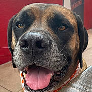 Jax is registered to the contest to win money with this photo: animal, bandana, canine, closeup, dog, ears, face, friendly, fur, happy, mouth, nose, outdoor, pet, plants, pumpkin_pattern, red_wall, smiling, table, tongue_out