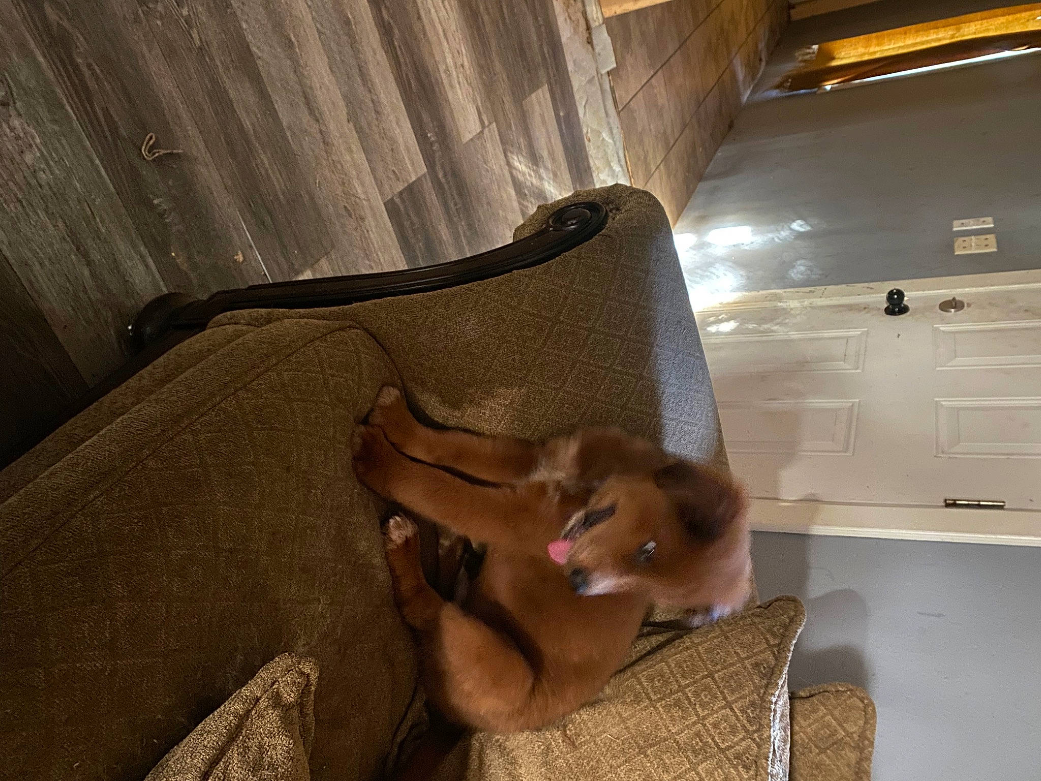 Bandit is registered to the contest to win money with this photo: abdomen, bed, bedding, cabinetry, ceiling, comfort, drawer, fawn, flooring, foot, fur, hardwood, human_leg, linens, room, sitting, thigh, tints_and_shades, trunk, wood