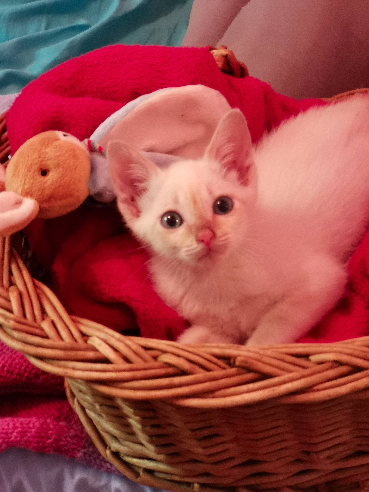 Floqui participe au concours pour gagner de l'argent avec cette photo : basket, carnivore, cat, comfort, domestic_short_haired_cat, event, fawn, felidae, fur, holiday, pattern, pet_supply, photo_caption, pink, small_to_medium_sized_cats, storage_basket, stuffed_toy, tail, whiskers, wicker