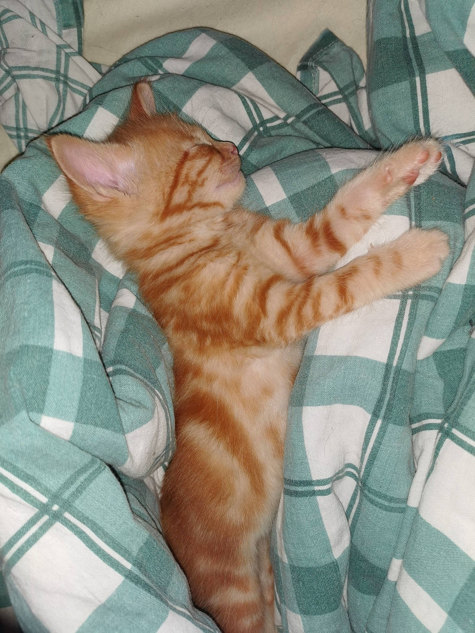 Orangette participe au concours pour gagner de l'argent avec cette photo : carnivore, cat, claw, comfort, domestic_short_haired_cat, fawn, felidae, fur, linens, nap, pattern, paw, plaid, small_to_medium_sized_cats, snout, tail, tartan, terrestrial_animal, textile, whiskers