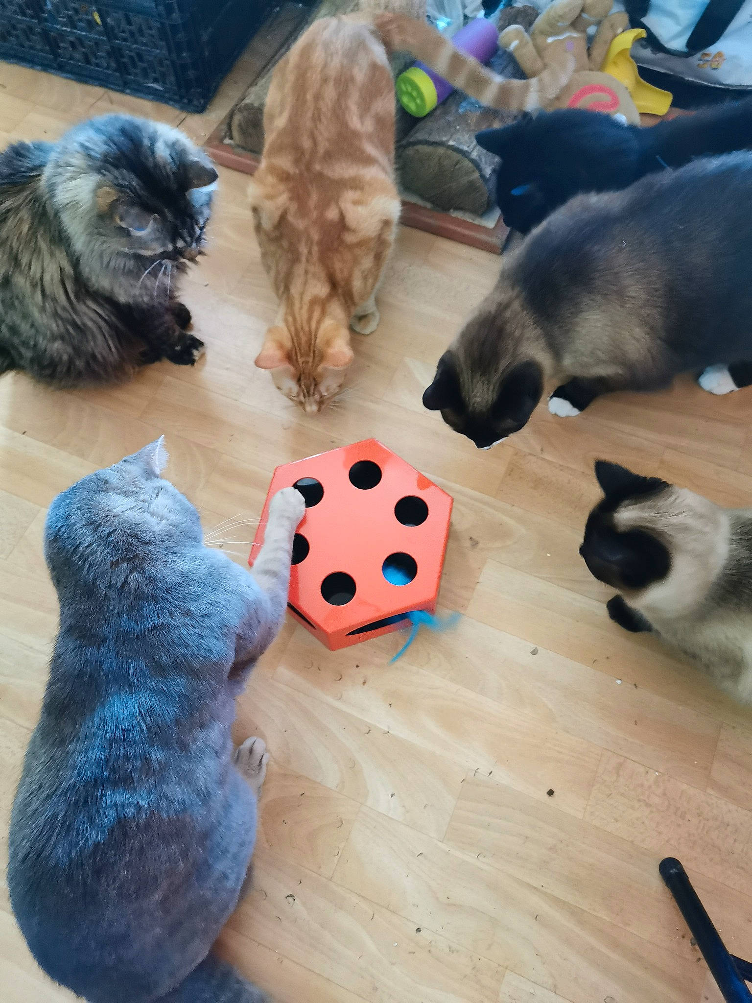 Orangette a rejoint le concours — aidez-le/la à gagner de superbes lots ! blue, carnivore, cat, cat_supply, comfort, companion_dog, dog_breed, fawn, felidae, fur, mammal, pet_supply, recreation, small_to_medium_sized_cats, snapshot, stuffed_toy, tail, toy, vertebrate, wood