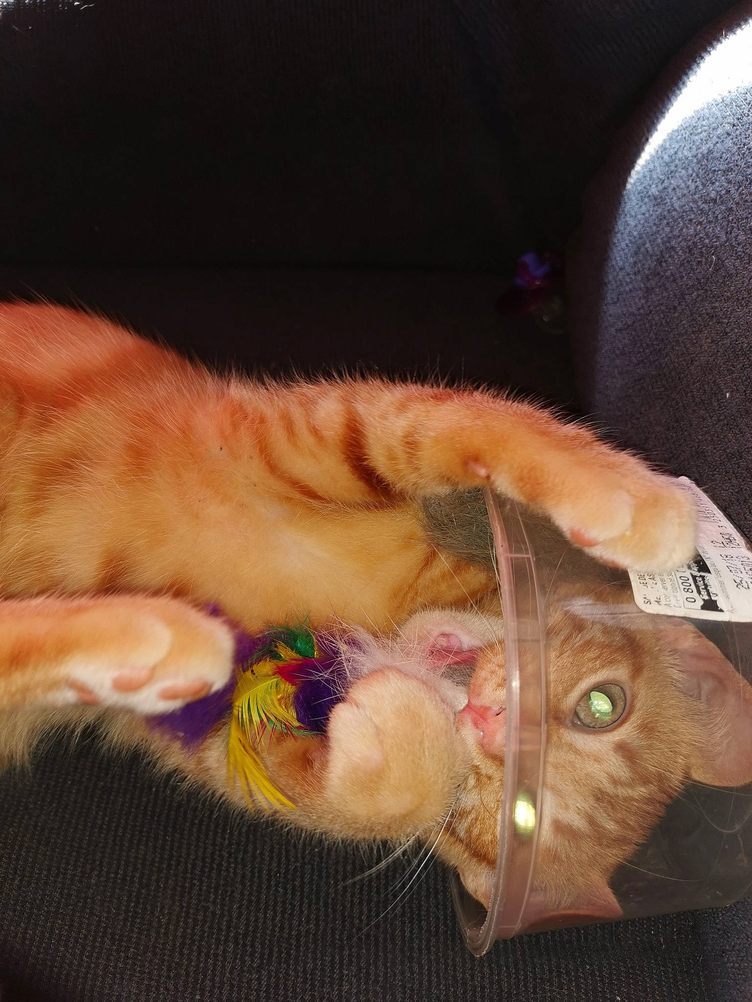 Orangette participe au concours pour gagner de l'argent avec cette photo : carnivore, cat, claw, comfort, dog_breed, domestic_short_haired_cat, ear, fawn, felidae, foot, fur, gesture, human_leg, linens, nail, paw, small_to_medium_sized_cats, snout, tail, whiskers