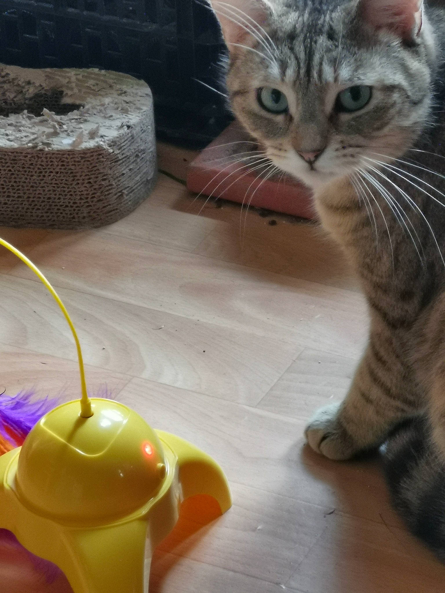 Lily-bis participe au concours pour gagner de l'argent avec cette photo : art, audio_equipment, carnivore, cat, claw, domestic_short_haired_cat, event, fawn, felidae, fur, glass, mammal, organism, paw, small_to_medium_sized_cats, stuffed_toy, tail, toy, vertebrate, whiskers