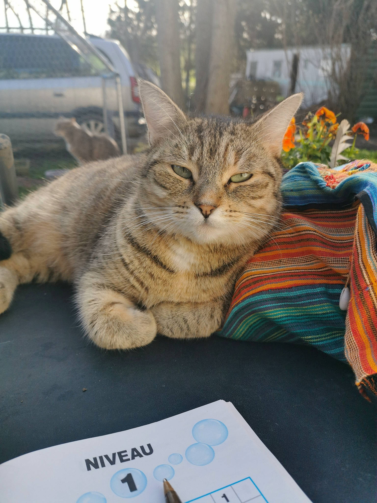 Lily-bis participe au concours pour gagner de l'argent avec cette photo : art, carnivore, cat, claw, domestic_short_haired_cat, felidae, flower, fur, grass, linens, paw, plant, sitting, small_to_medium_sized_cats, snout, tail, tree, whiskers, window