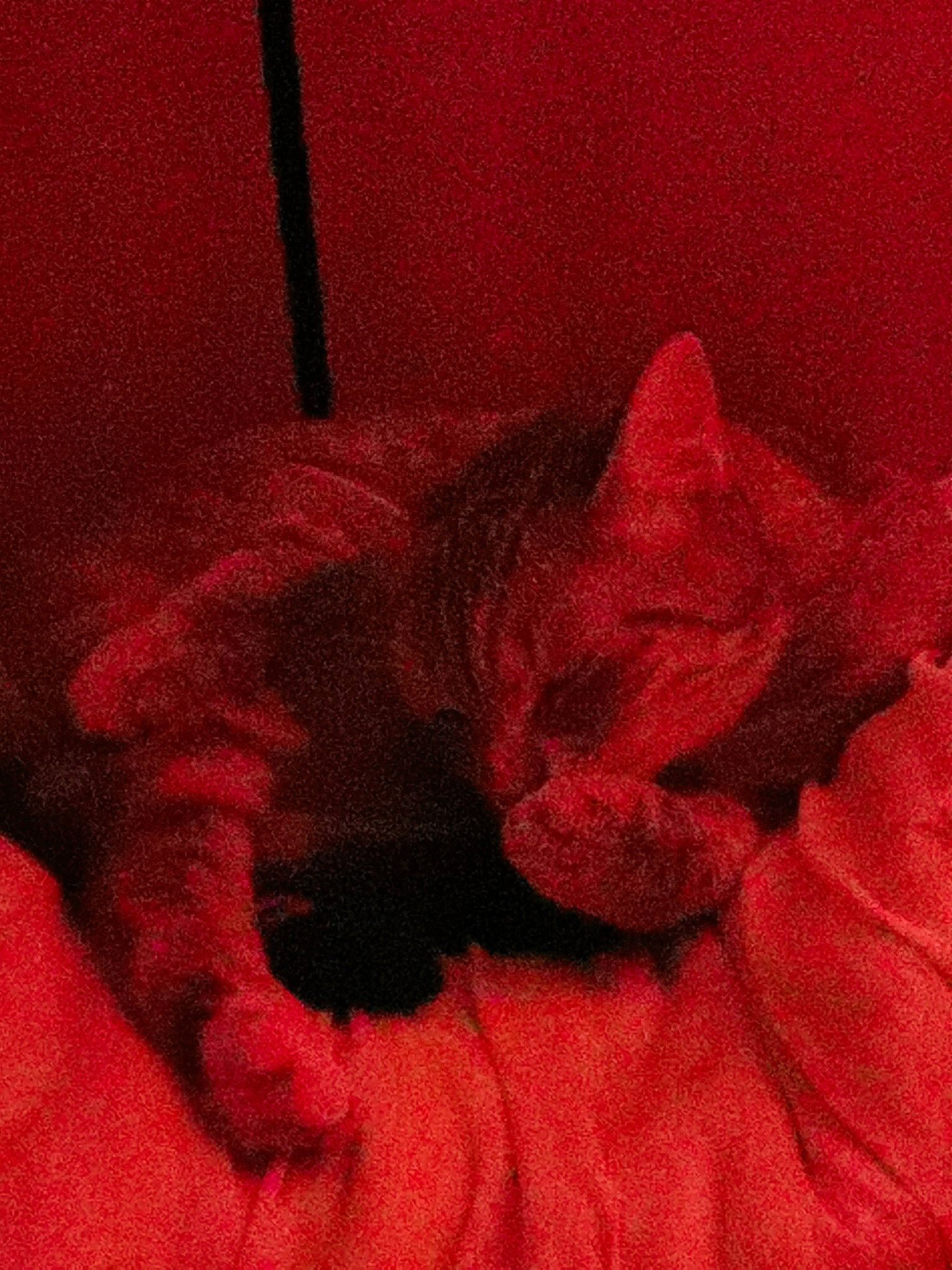 Lily-bis participe au concours pour gagner de l'argent avec cette photo : art, carmine, carnivore, cat, comfort, eye, fawn, felidae, fur, head, linens, magenta, pattern, sleeve, small_to_medium_sized_cats, snout, tail, textile, tints_and_shades, whiskers