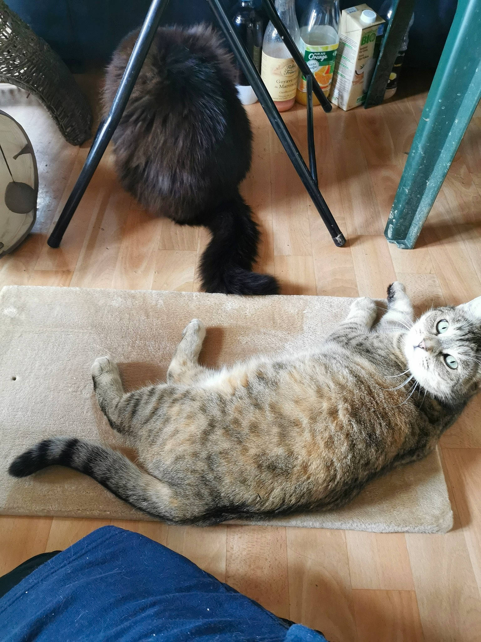 Lily-bis participe au concours pour gagner de l'argent avec cette photo : blue, canidae, carnivore, cat, claw, comfort, dog_breed, domestic_short_haired_cat, felidae, flooring, fur, grey, hardwood, mammal, paw, small_to_medium_sized_cats, tail, vertebrate, whiskers, wood