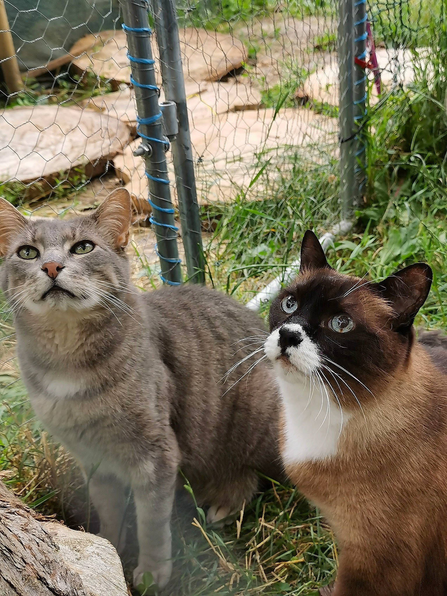 Caouette participe au concours pour gagner de l'argent avec cette photo : big_cats, carnivore, cat, domestic_short_haired_cat, fawn, felidae, fence, fur, grass, groundcover, lynx, mammal, plant, small_to_medium_sized_cats, snout, tail, terrestrial_animal, tree, whiskers, wildlife