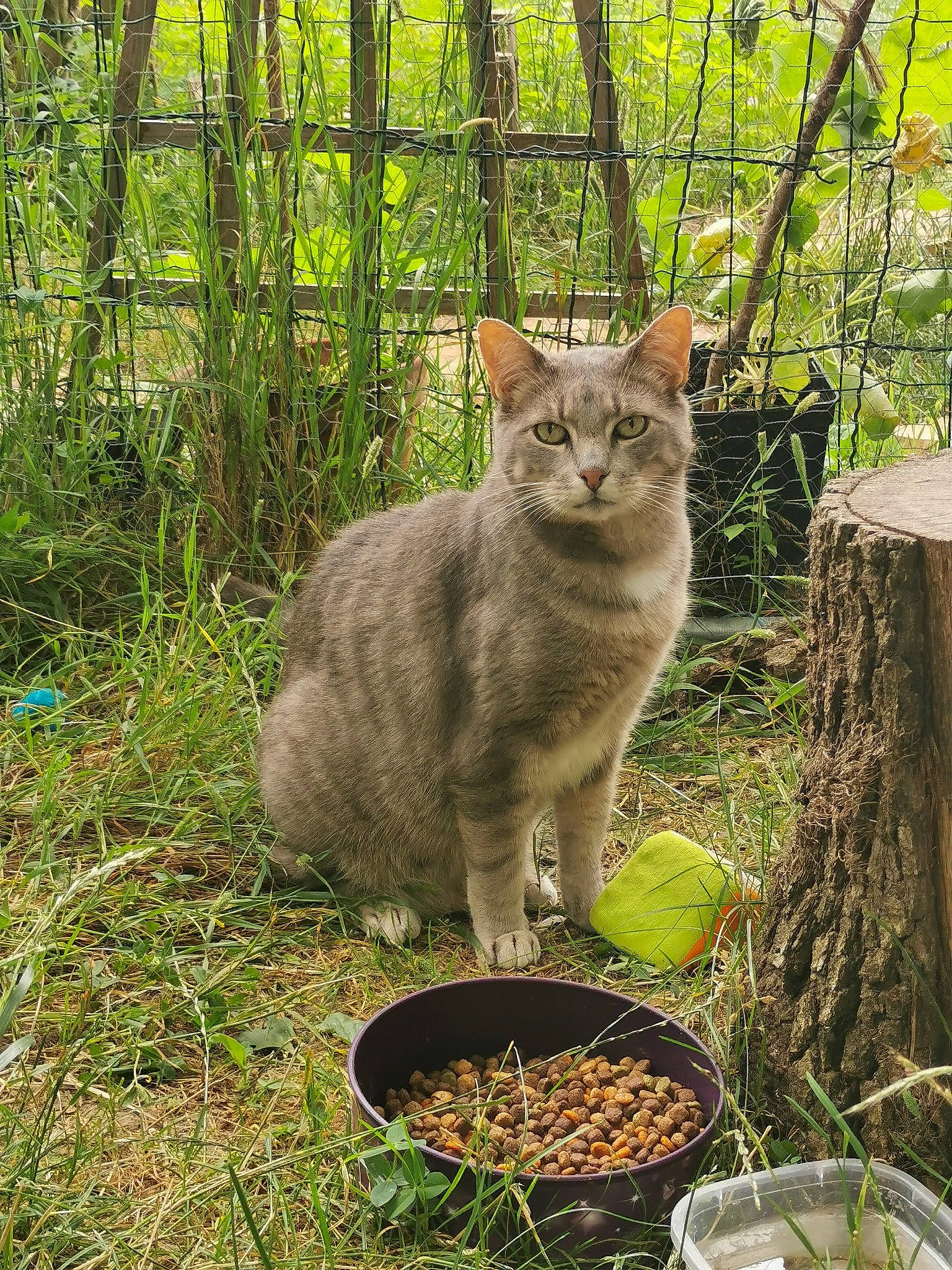 Caouette participe au concours pour gagner de l'argent avec cette photo : animal_feed, carnivore, cat, cat_supply, fawn, felidae, grass, groundcover, ingredient, mammal, pet_food, plant, recipe, small_animal_food, small_to_medium_sized_cats, snout, tableware, tail, terrestrial_animal, whiskers
