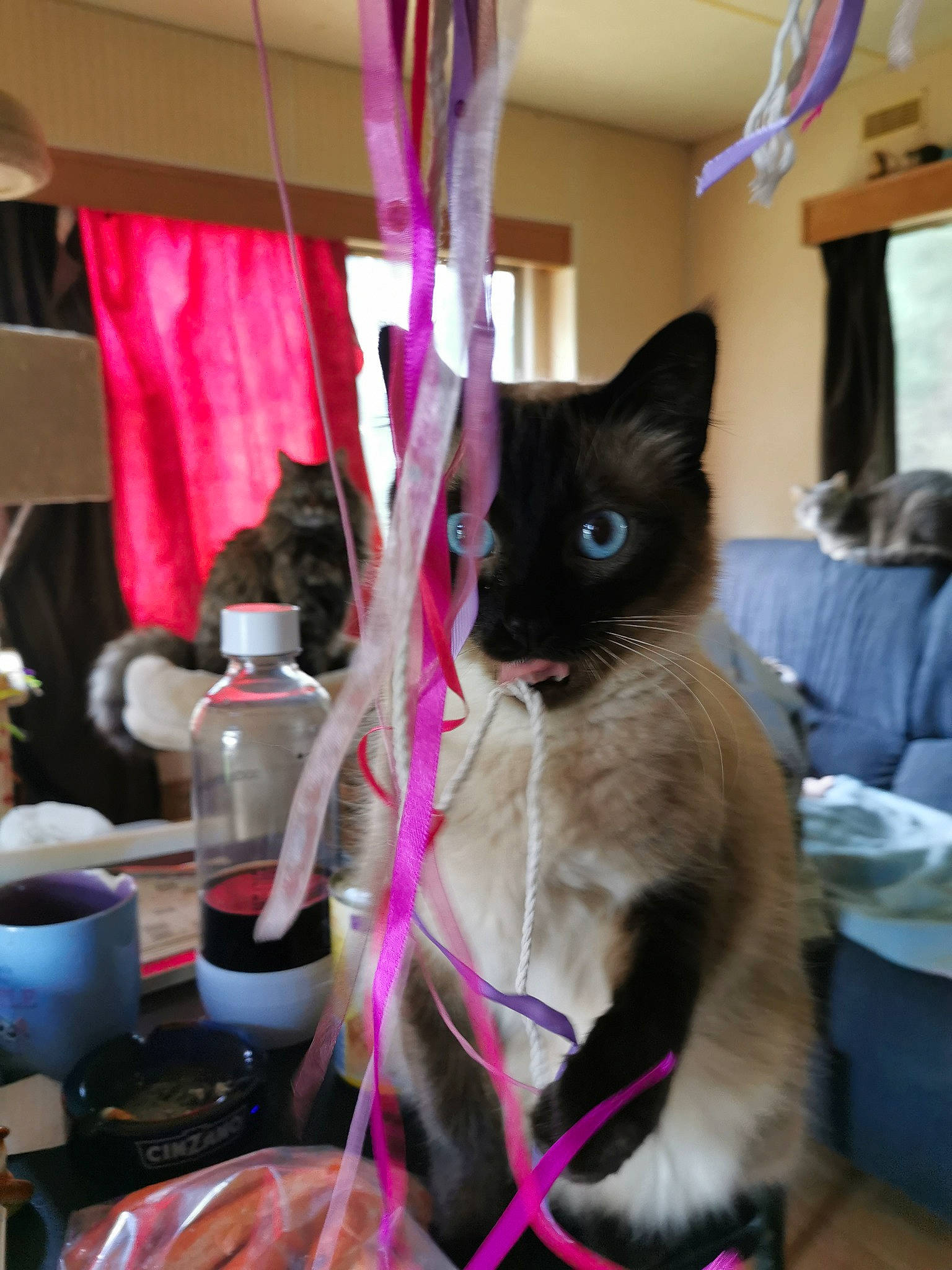 Scarlett a rejoint le concours — aidez-le/la à gagner de superbes lots ! balinese, black_cat, bottle, carnivore, cat, cooking, curtain, domestic_short_haired_cat, felidae, fur, linens, magenta, purple, room, siamese, small_to_medium_sized_cats, tail, thai, tonkinese, whiskers