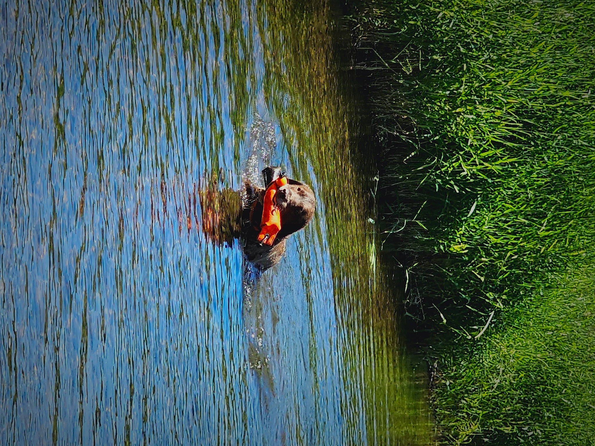 Koda joined the competition — help win amazing prizes! _geese_and_swans, beak, ducks, extreme_sport, forest, fun, grass, grass_family, lake, landscape, leisure, natural_landscape, people_in_nature, plant, recreation, tree, water, watercourse, wetland, wildlife