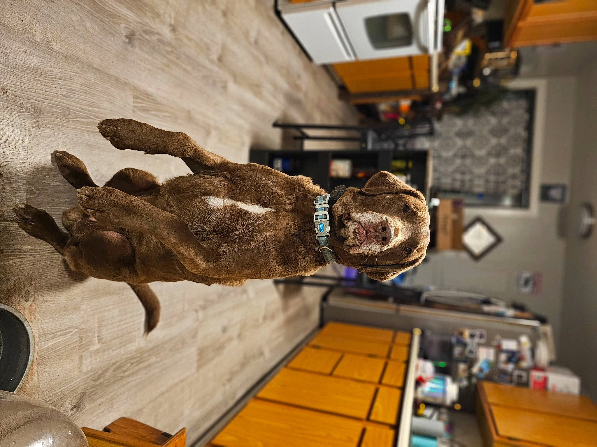 Koda is registered to the contest to win money with this photo: art, audio_equipment, bronze, bronze_sculpture, engineering, eyewear, flooring, fur, glove, hardwood, machine, metal, personal_protective_equipment, room, sculpture, statue, table, wood