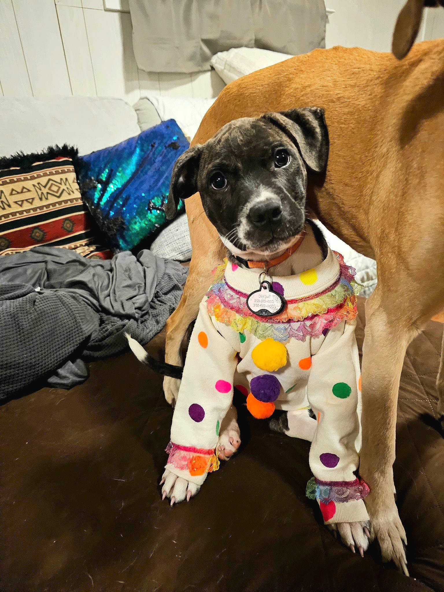 Ori is registered to the contest to win money with this photo: bag, canidae, carnivore, collar, comfort, companion_dog, dog, dog_breed, dog_collar, dog_supply, fawn, flooring, liver, luggage_and_bags, pet_supply, snout, sporting_group, tail, working_animal, working_dog