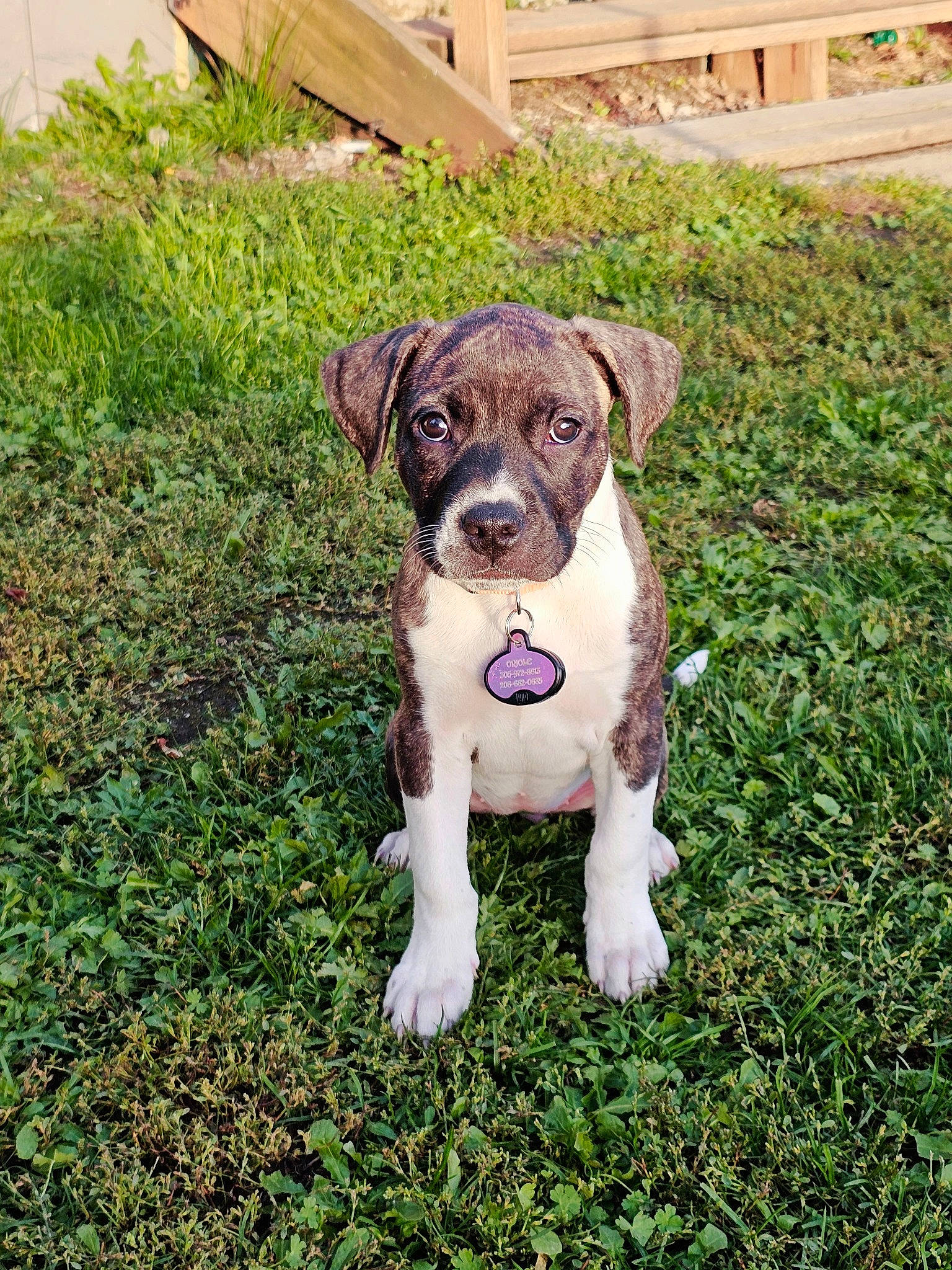 Ori joined the competition — help win amazing prizes! canidae, carnivore, collar, companion_dog, dog, dog_breed, dog_collar, fawn, grass, groundcover, hunting_dog, liver, non_sporting_group, plant, puppy, snout, sporting_group, toy_dog, working_animal, working_dog