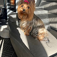 Tessy a rejoint le concours — aidez-le/la à gagner de superbes lots ! dog, yorkshire_terrier, bow, pet, indoor, couch, leather, sunlight, shadow, living_room, pillow, furniture, small_dog, cute, animal, fur, ears, eyes, nose, relaxing