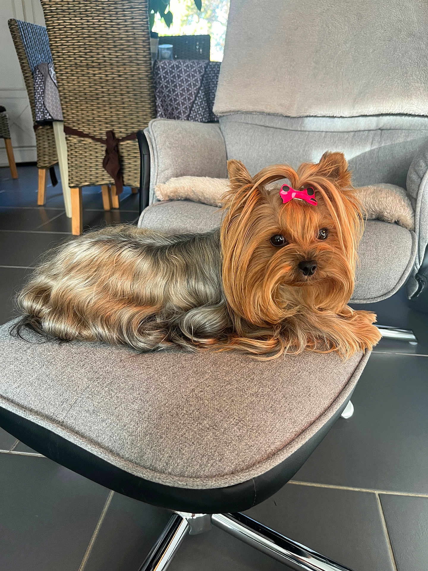 Tessy a rejoint le concours — aidez-le/la à gagner de superbes lots ! dog, yorkshire_terrier, pet, bow, chair, indoor, furniture, living_room, gray, modern, cozy, floor, tile, cute, small_dog, relaxed, animal, companion, domestic, resting