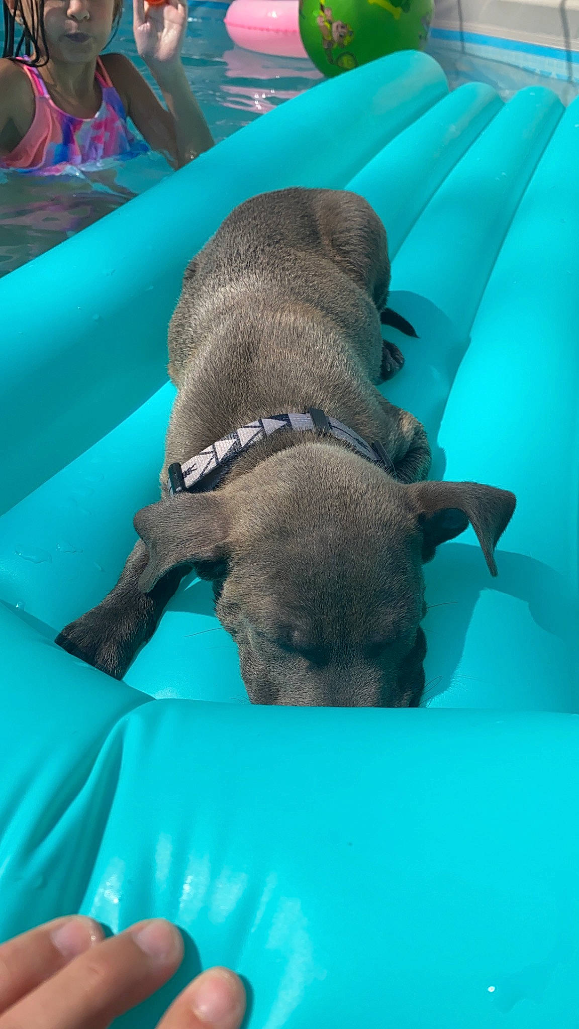 Wes joined the competition — help win amazing prizes! american_pit_bull_terrier, american_staffordshire_terrier, canidae, carnivore, dog, dog_breed, fawn, italian_greyhound, non_sporting_group, puppy, snout, sporting_group, staffordshire_bull_terrier