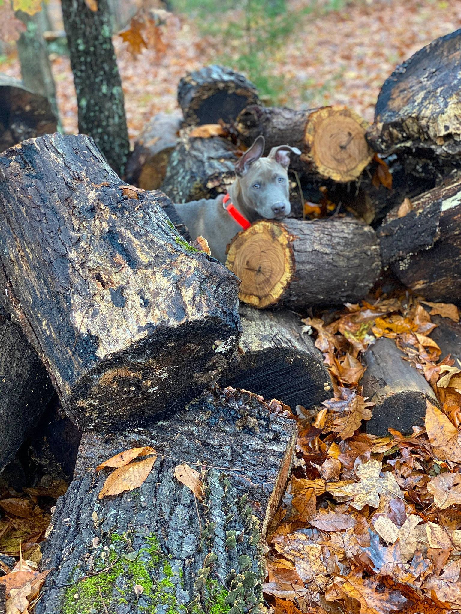 Wes is registered to the contest to win money with this photo: fungus, geological_phenomenon, plant, rock, tree, wood