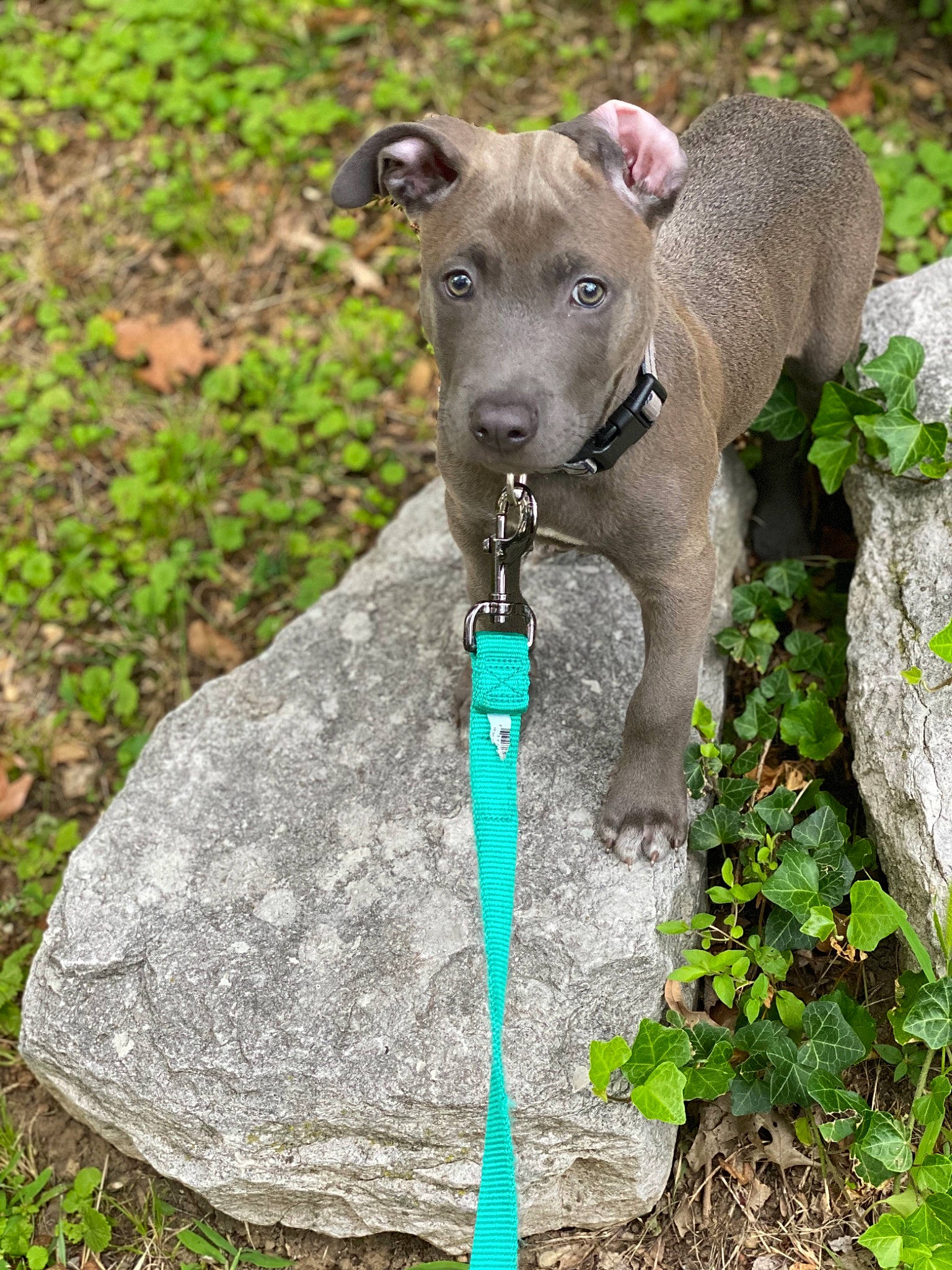 Wes is registered to the contest to win money with this photo: blue_lacy, canidae, carnivore, dog, dog_breed, dog_collar, fawn, italian_greyhound, leash, snout, sporting_group, whippet