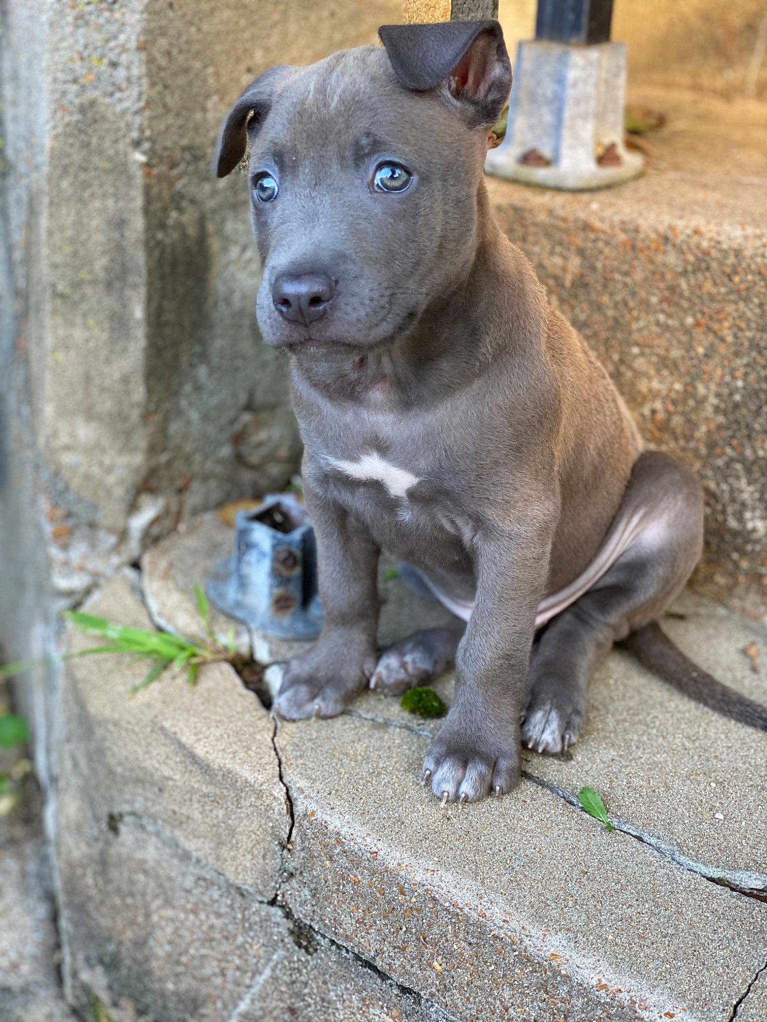 Wes joined the competition — help win amazing prizes! american_pit_bull_terrier, american_staffordshire_terrier, bull_and_terrier, canidae, carnivore, dog, dog_breed, fawn, mammal, non_sporting_group, pit_bull, puppy, rare_breed_dog, snout, sporting_group, street_dog, terrier, vertebrate