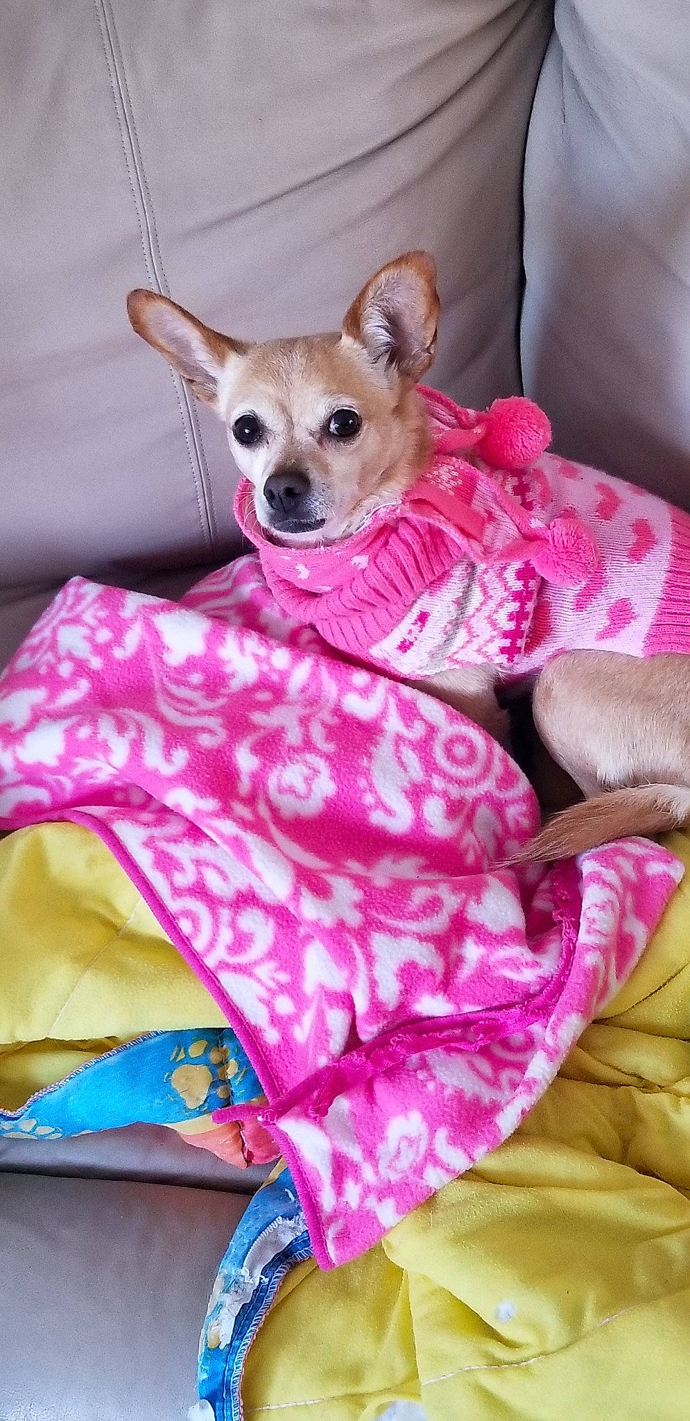 Bama joined the competition — help win amazing prizes! carnivoran, chihuahua, companion_dog, dog, dog_breed, dog_clothes, dog_like_mammal, pink, pomeranian, puppy, snout, textile