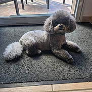 Nala participe au concours pour gagner de l'argent avec cette photo : dog, poodle, small_dog, curly_fur, fluffy, gray_fur, pet, animal, portrait, sitting, lying_down, indoors, carpet, floor, patio, outdoor_furniture, plants, sunlight, glass_door, groomed