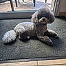 dog, poodle, small_dog, curly_fur, fluffy, gray_fur, pet, animal, portrait, sitting, lying_down, indoors, carpet, floor, patio, outdoor_furniture, plants, sunlight, glass_door, groomed