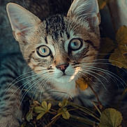 Papouille participe au concours pour gagner de l'argent avec cette photo : animal, blue_eyes, cat, close_up, curious, cute, eyes, fur, kitten, leaves, mammal, nature, outdoor, pet, portrait, small, tabby, whiskers, wildlife, young