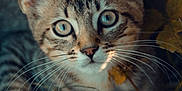 Papouille participe au concours pour gagner de l'argent avec cette photo : animal, blue_eyes, cat, close_up, curious, cute, eyes, fur, kitten, leaves, mammal, nature, outdoor, pet, portrait, small, tabby, whiskers, wildlife, young
