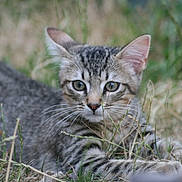 Papouille a rejoint le concours — aidez-le/la à gagner de superbes lots ! animal, cat, closeup, cute, ears, eyes, face, feline, fur, grass, kitten, lying, mammal, nature, outdoor, pet, playful, tabby, whiskers, young