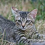 animal, cat, closeup, cute, ears, eyes, face, feline, fur, grass, kitten, lying, mammal, nature, outdoor, pet, playful, tabby, whiskers, young