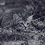 Papouille a rejoint le concours — aidez-le/la à gagner de superbes lots ! alert, animal, black_and_white, cat, closeup, crouching, curious, ears, feline, grass, ground_level, monochrome, nature, outdoor, portrait, predator, tabby, whiskers, wildlife, young_cat