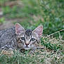 Papouille participe au concours pour gagner de l'argent avec cette photo : alert, animal, cat, crouching, cute, ears, eyes, feline, fur, grass, greenery, kitten, muzzle, nature, outdoor, pet, small, tabby, whiskers, young