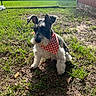 dog, pet, bandana, grass, yard, sunlight, outdoor, fence, shed, canine, animal, nature, fur, cute, small_dog, sitting, daylight, playful, alert, domestic_animal