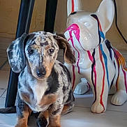 Biscotte a rejoint le concours — aidez-le/la à gagner de superbes lots ! dog, dachshund, puppy, pet, animal, sitting, portrait, short_legs, long_body, floppy_ears, brown, black, white, painted_statue, dog_statue, indoor, wooden_floor, furniture, decor, photography