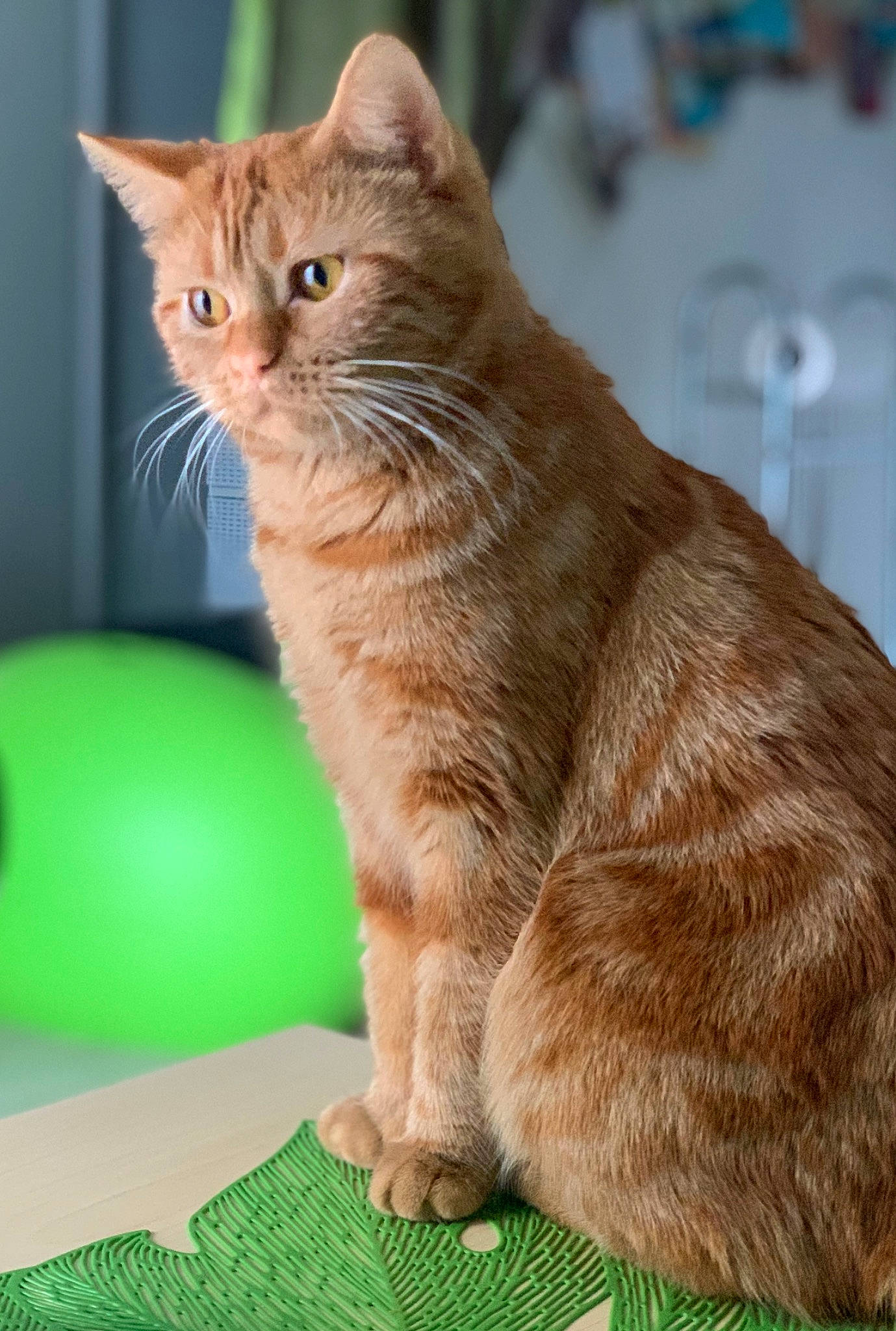 Gaufrette participe au concours pour gagner de l'argent avec cette photo : carnivore, cat, cat_supply, claw, domestic_short_haired_cat, event, fawn, felidae, fur, grass, paw, pet_supply, photo_caption, small_to_medium_sized_cats, snout, tail, terrestrial_animal, whiskers, wildlife, window