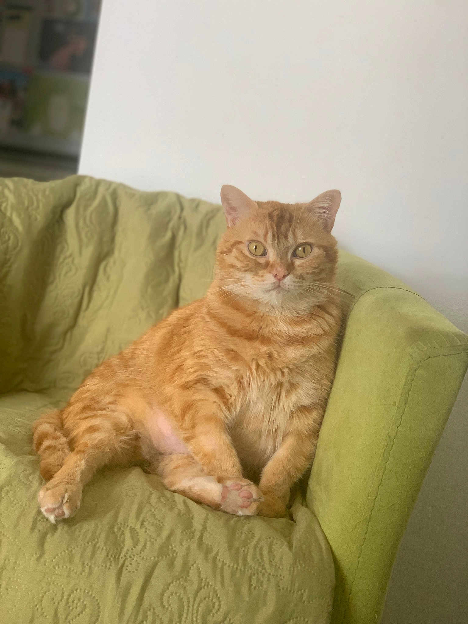 Biscuit