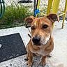 dog, brown_dog, pet, animal, outdoor, concrete, chair, yellow_chair, fence, chain_link_fence, grass, mat, curious, sitting, paw, close_up, canine, domestic_animal, daylight, portrait