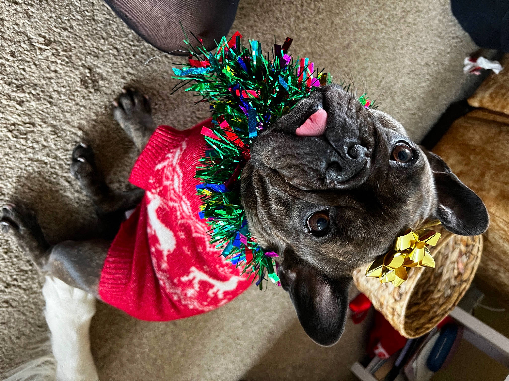 Bea is registered to the contest to win money with this photo: bag, carnivore, collar, companion_dog, dog, dog_breed, dog_clothes, dog_collar, dog_supply, fashion_accessory, fawn, felidae, fur, hat, leash, party_hat, small_to_medium_sized_cats, snout, tail, working_animal